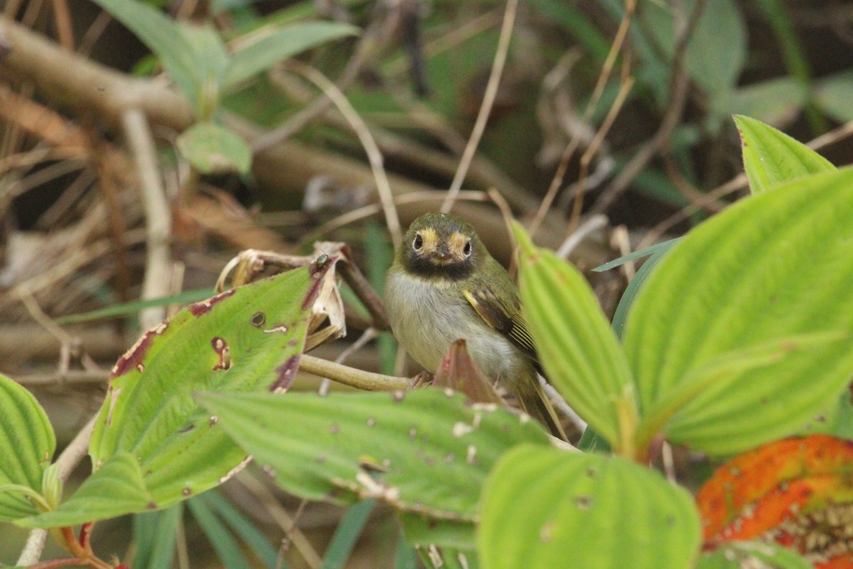 Black-throated Tody-Tyrant - Keith Leonard