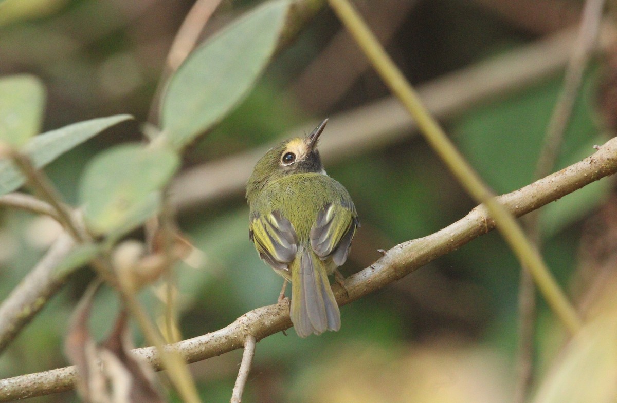 Black-throated Tody-Tyrant - ML544221521