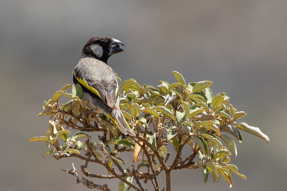 Socotra Grosbeak - ML544222131