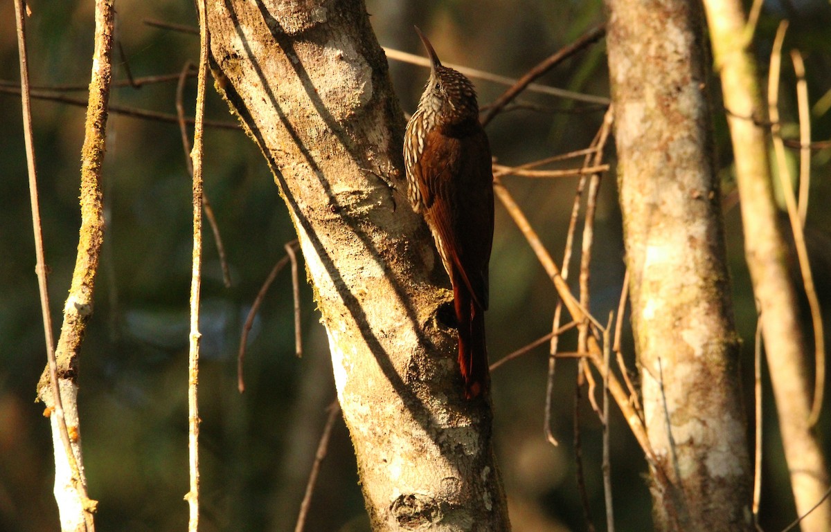 Montane Woodcreeper - ML544222441