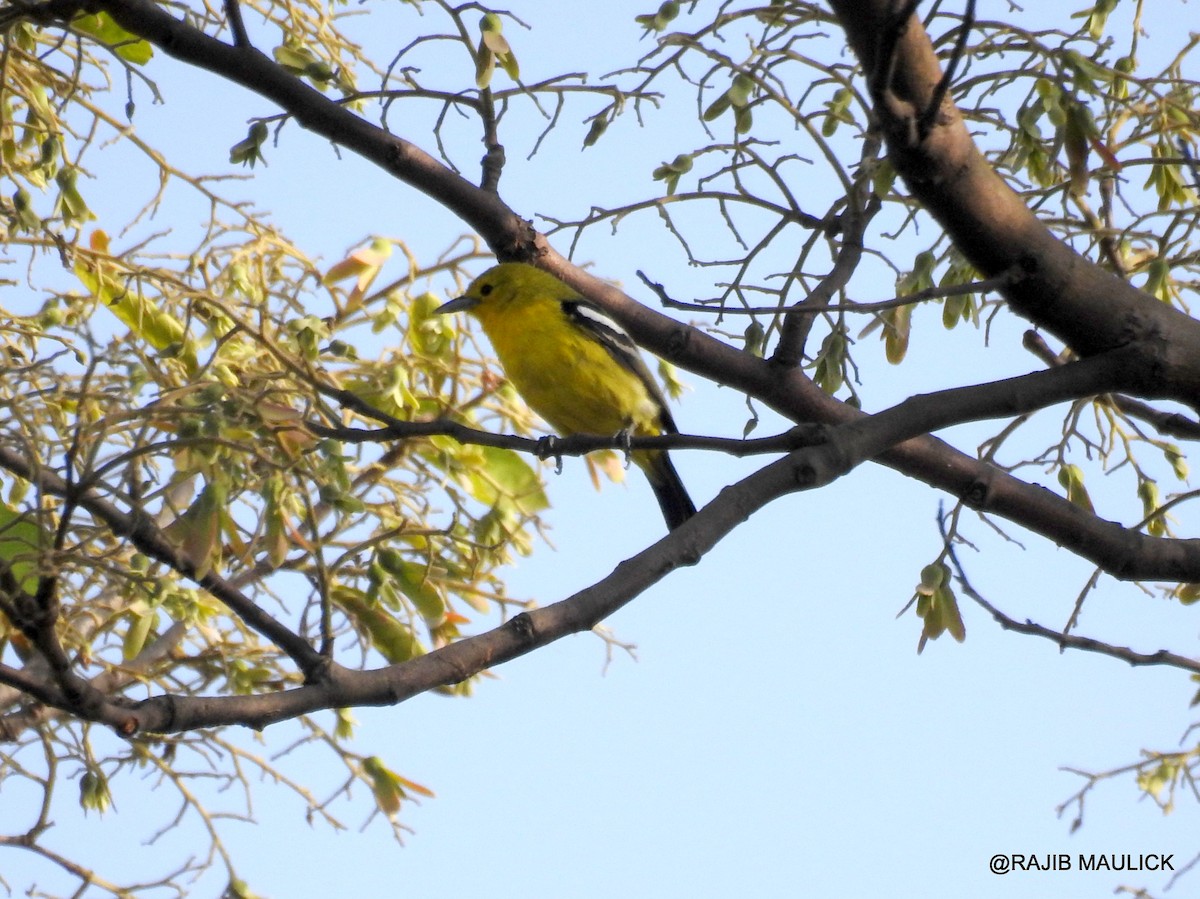 Common Iora - Rajib Maulick