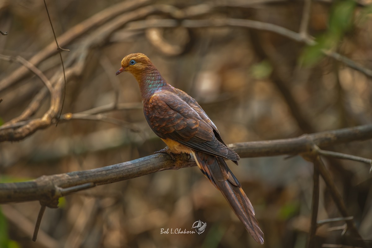 Little Cuckoo-Dove - Yudthana Laophadungruchakorn