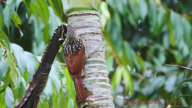 Black-striped Woodcreeper - ML544222951