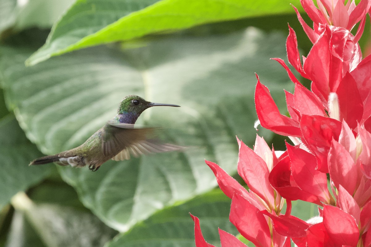 Blue-chested Hummingbird - Krista Oswald