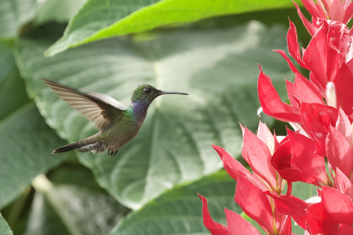 Blue-chested Hummingbird - Krista Oswald