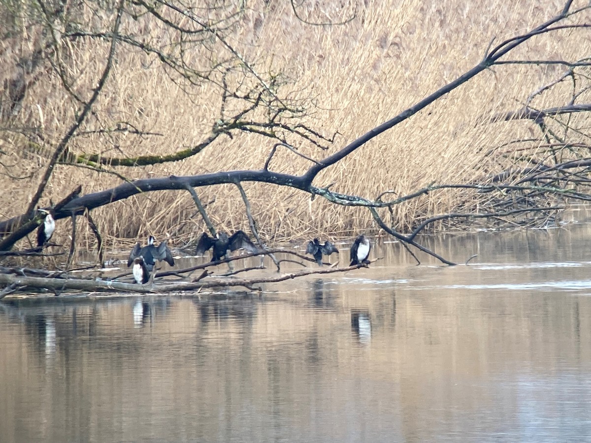 Pygmy Cormorant - ML544223741