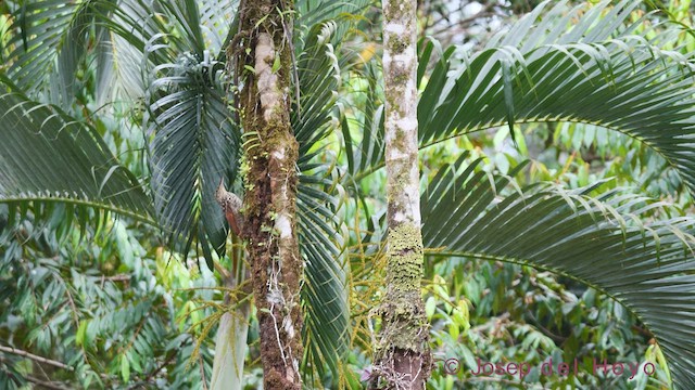 Black-striped Woodcreeper - ML544225331