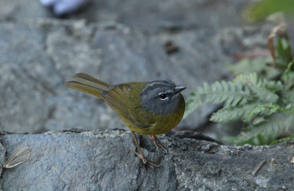 White-lored Warbler - ML544225341