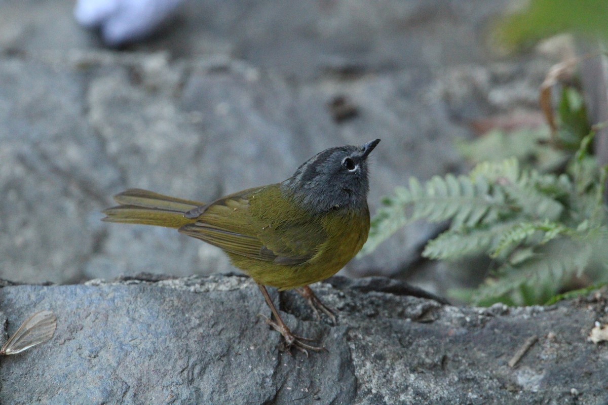 White-lored Warbler - ML544225481