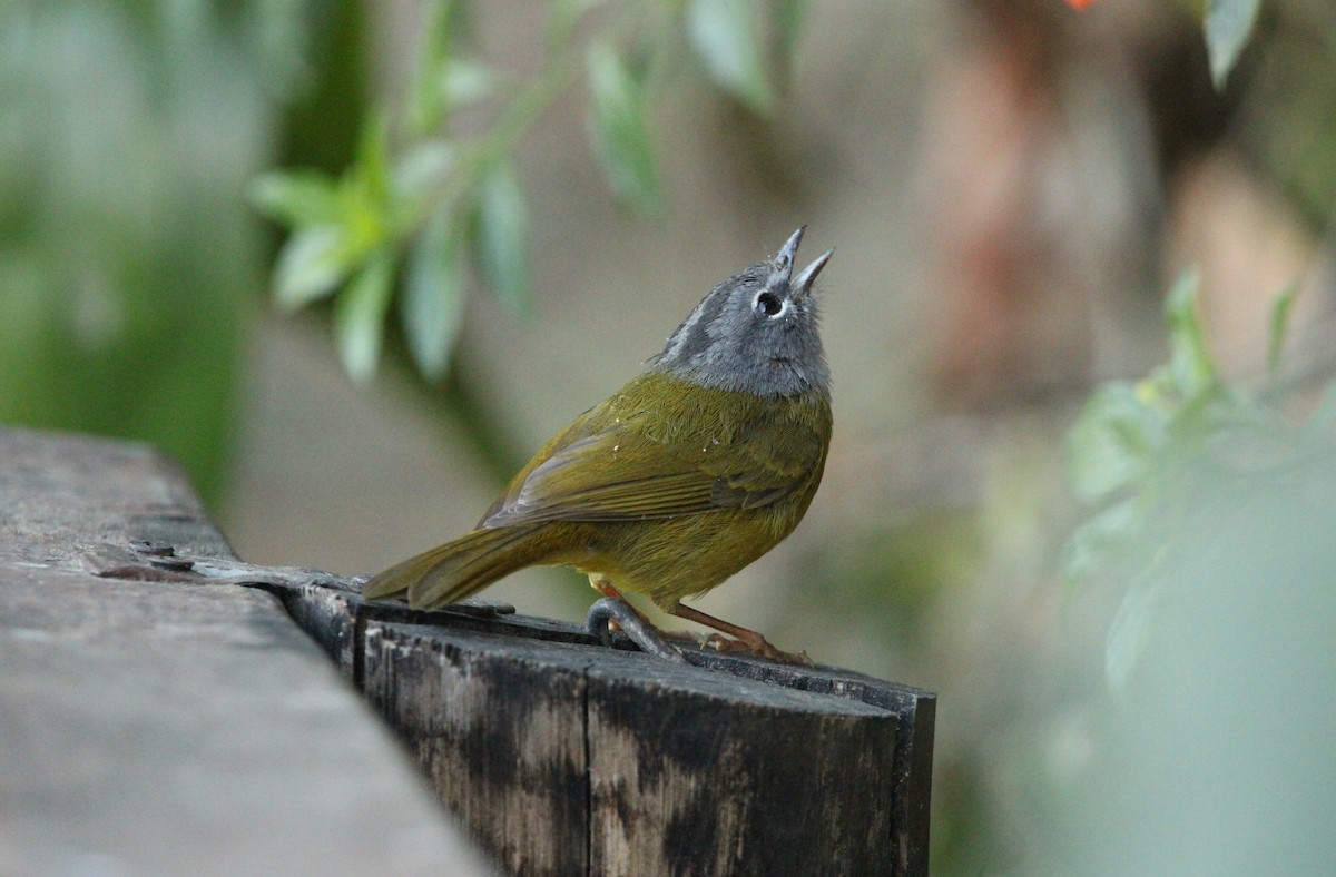 White-lored Warbler - ML544225611