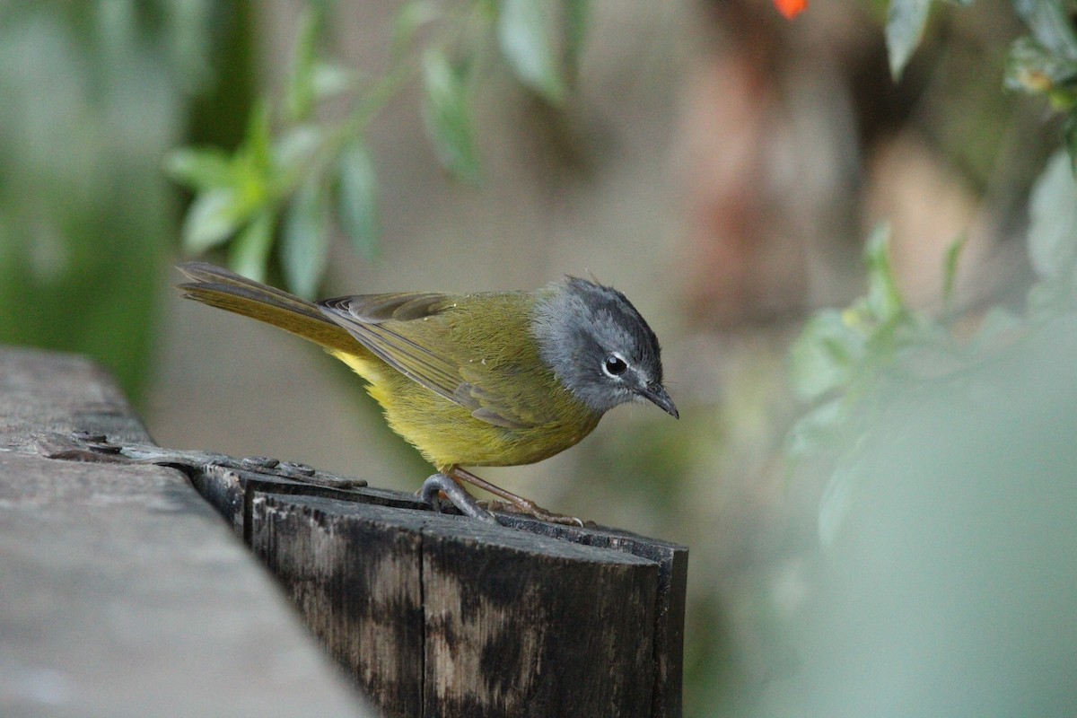 White-lored Warbler - ML544225751