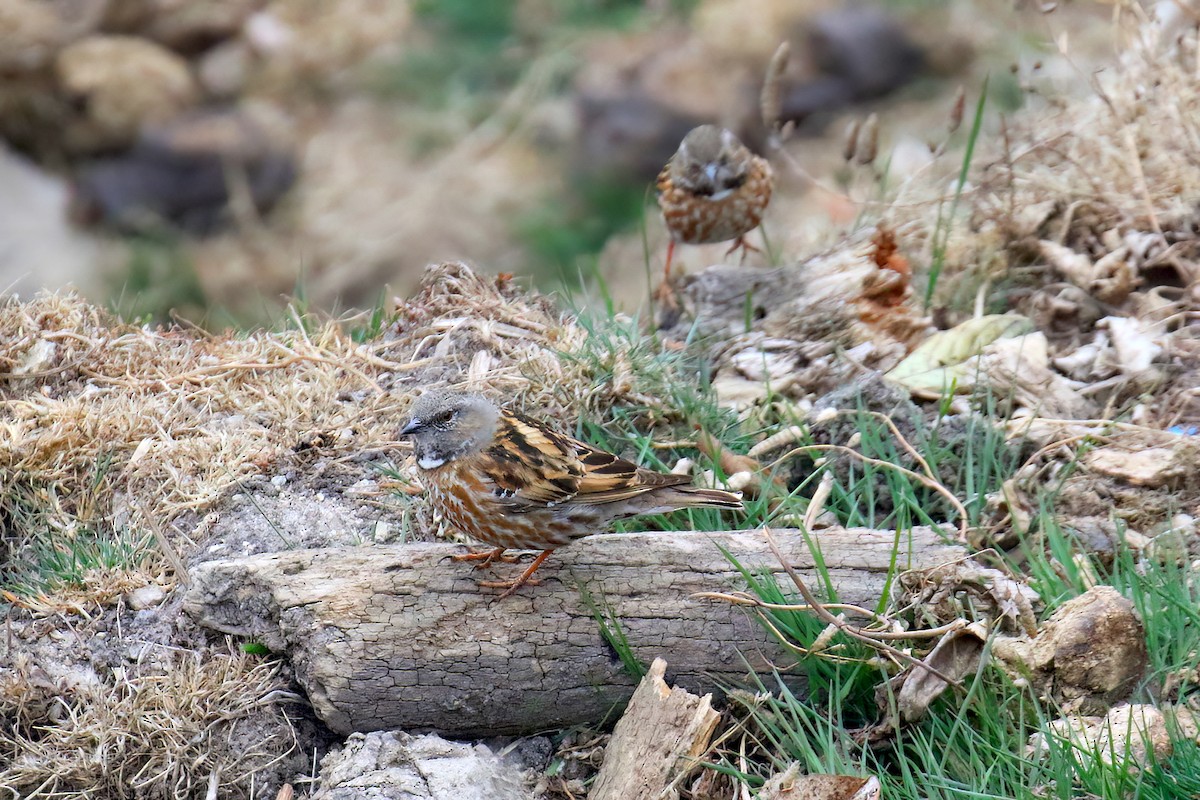 Altai Accentor - Sujan Chatterjee