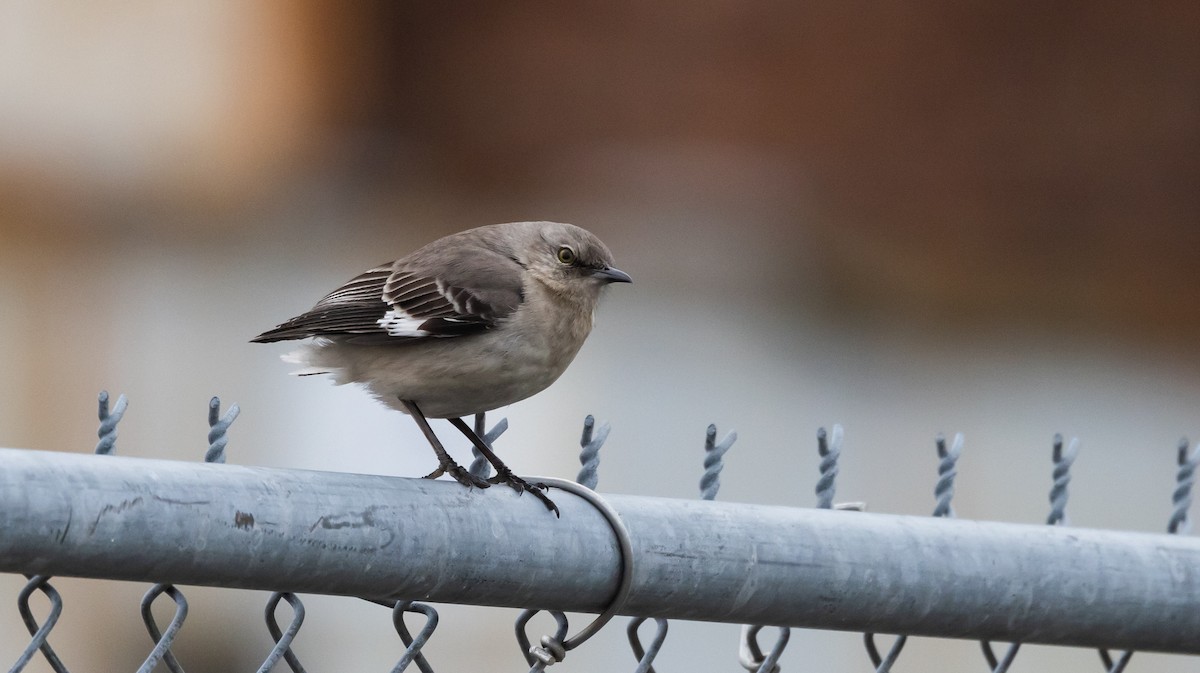 Northern Mockingbird - Jay McGowan