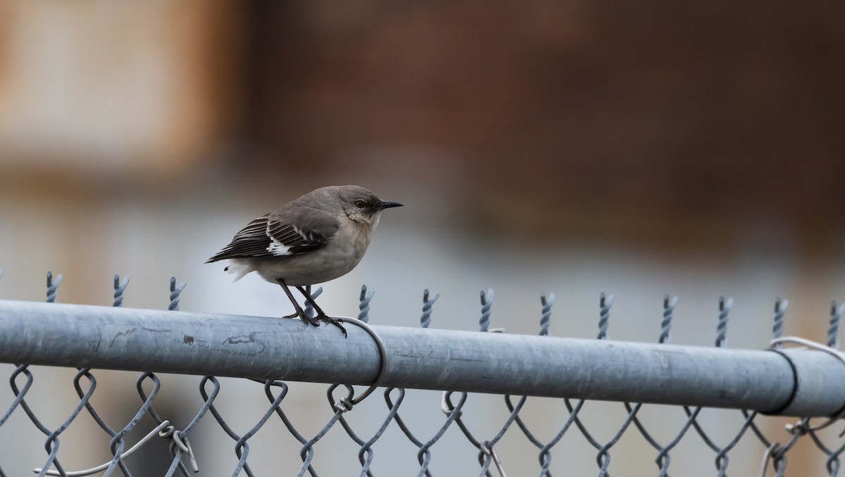 Northern Mockingbird - ML544227371