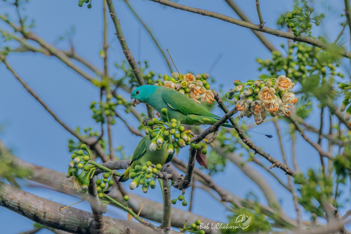 ML544228441 - Blue-headed Racquet-tail - Macaulay Library