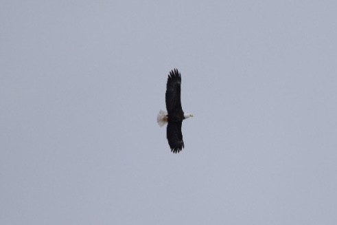 Bald Eagle - ML544228661