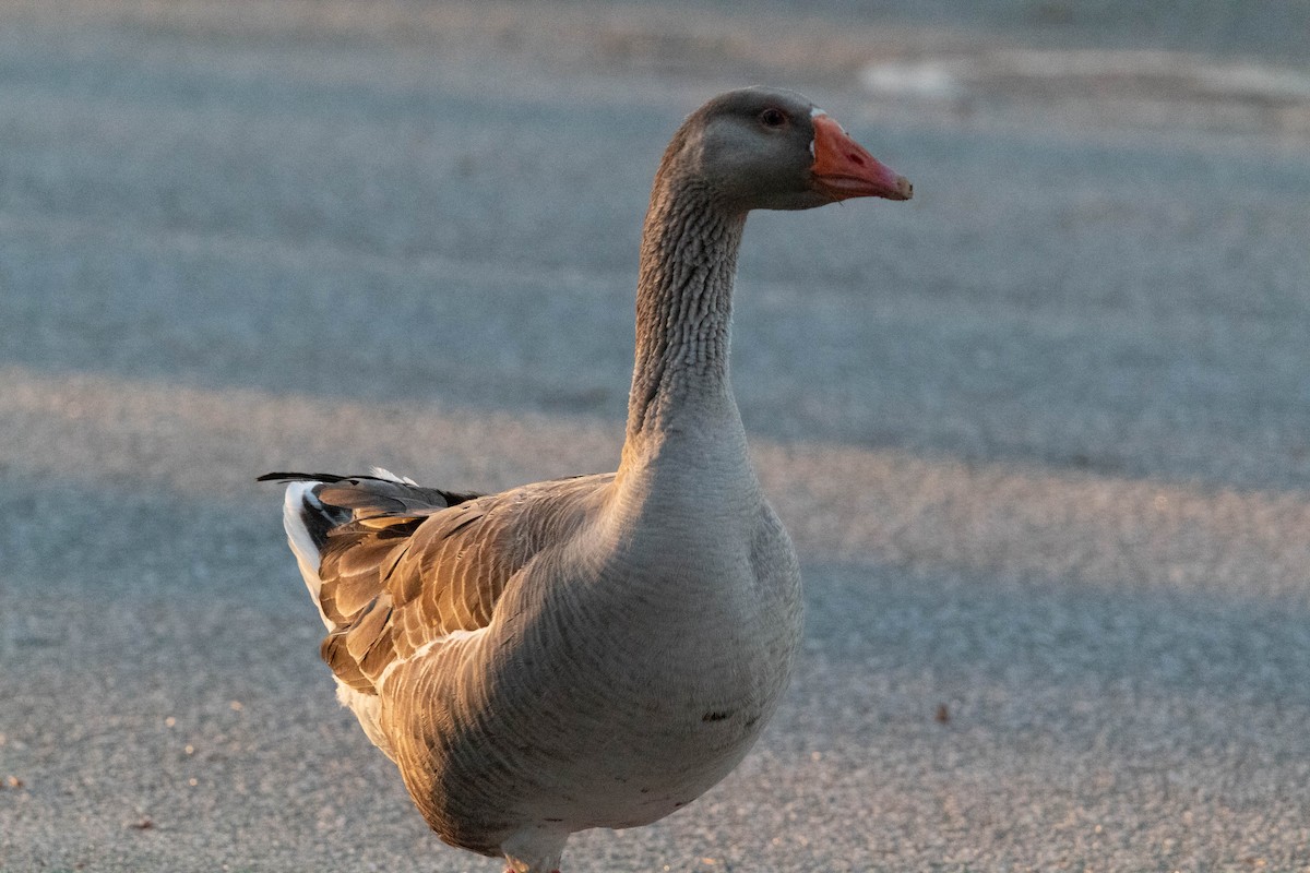 Graylag Goose (Domestic type) - ML544229861