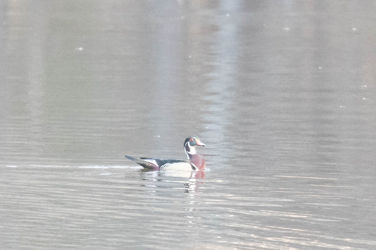 Wood Duck - Adelyn Flowers