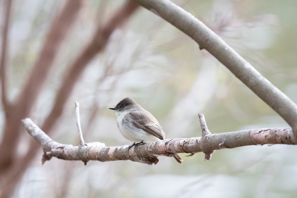 Mésange bicolore - ML544230041