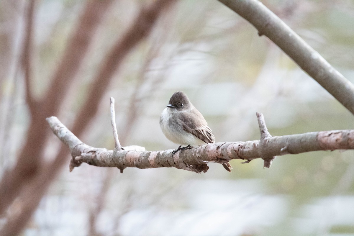 Tufted Titmouse - ML544230051