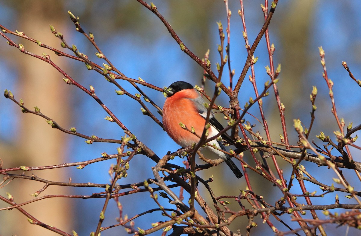 Eurasian Bullfinch - ML544230311