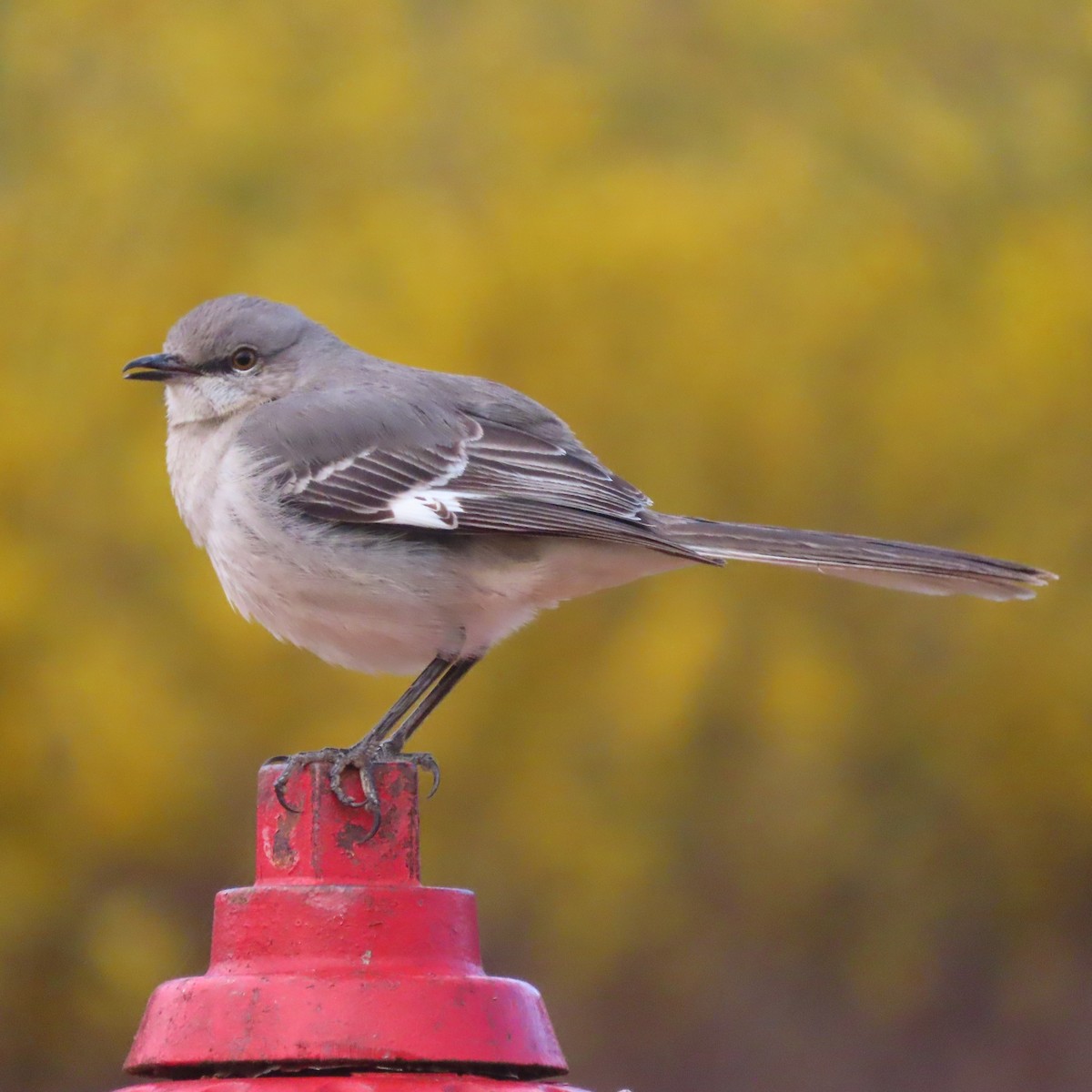 Northern Mockingbird - ML544231641