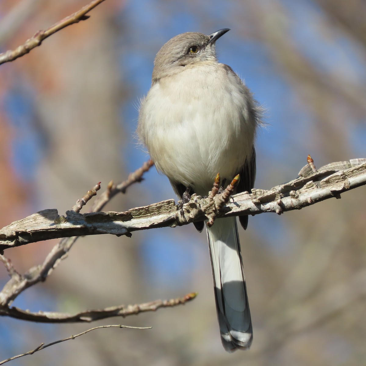Northern Mockingbird - ML544231661