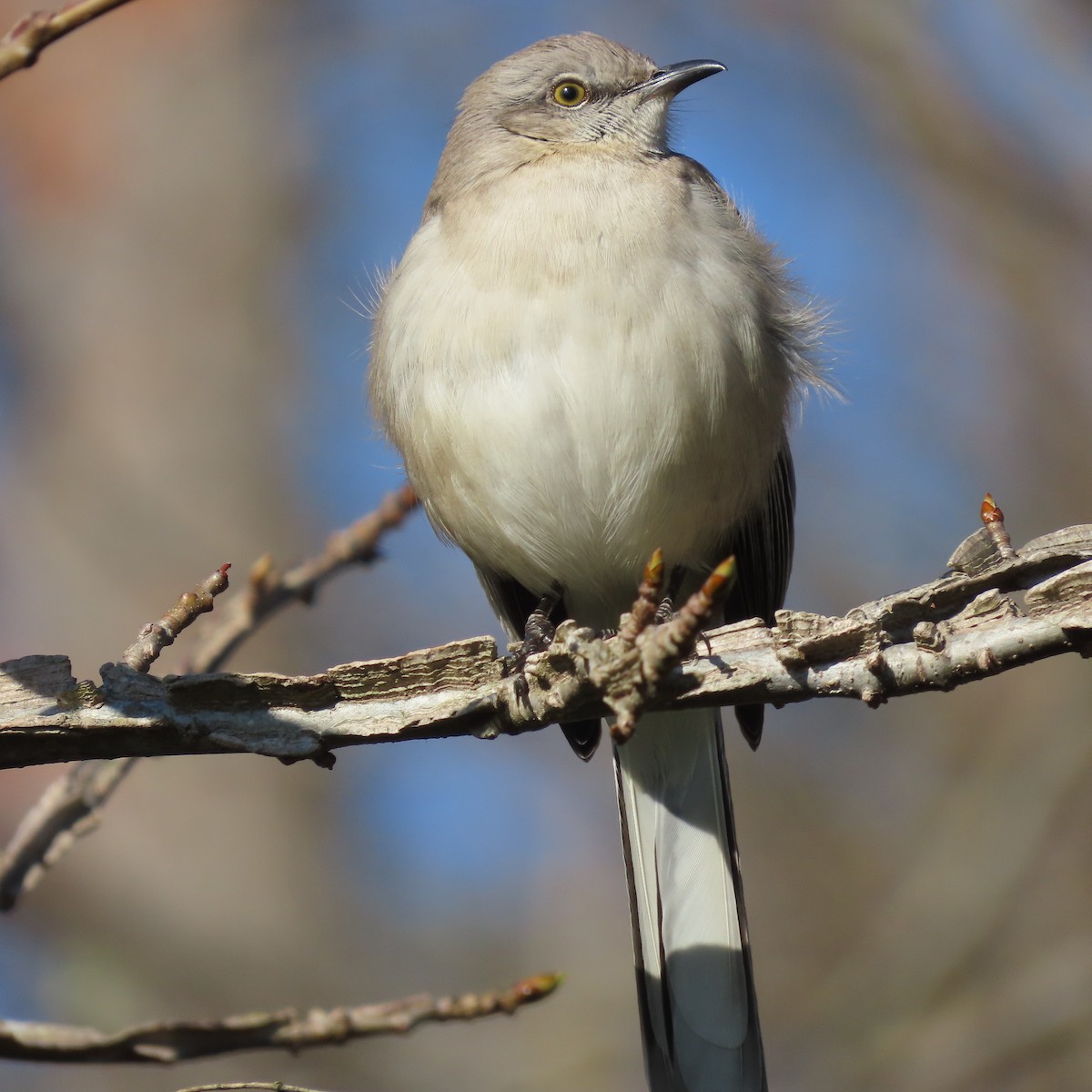 Northern Mockingbird - ML544231671