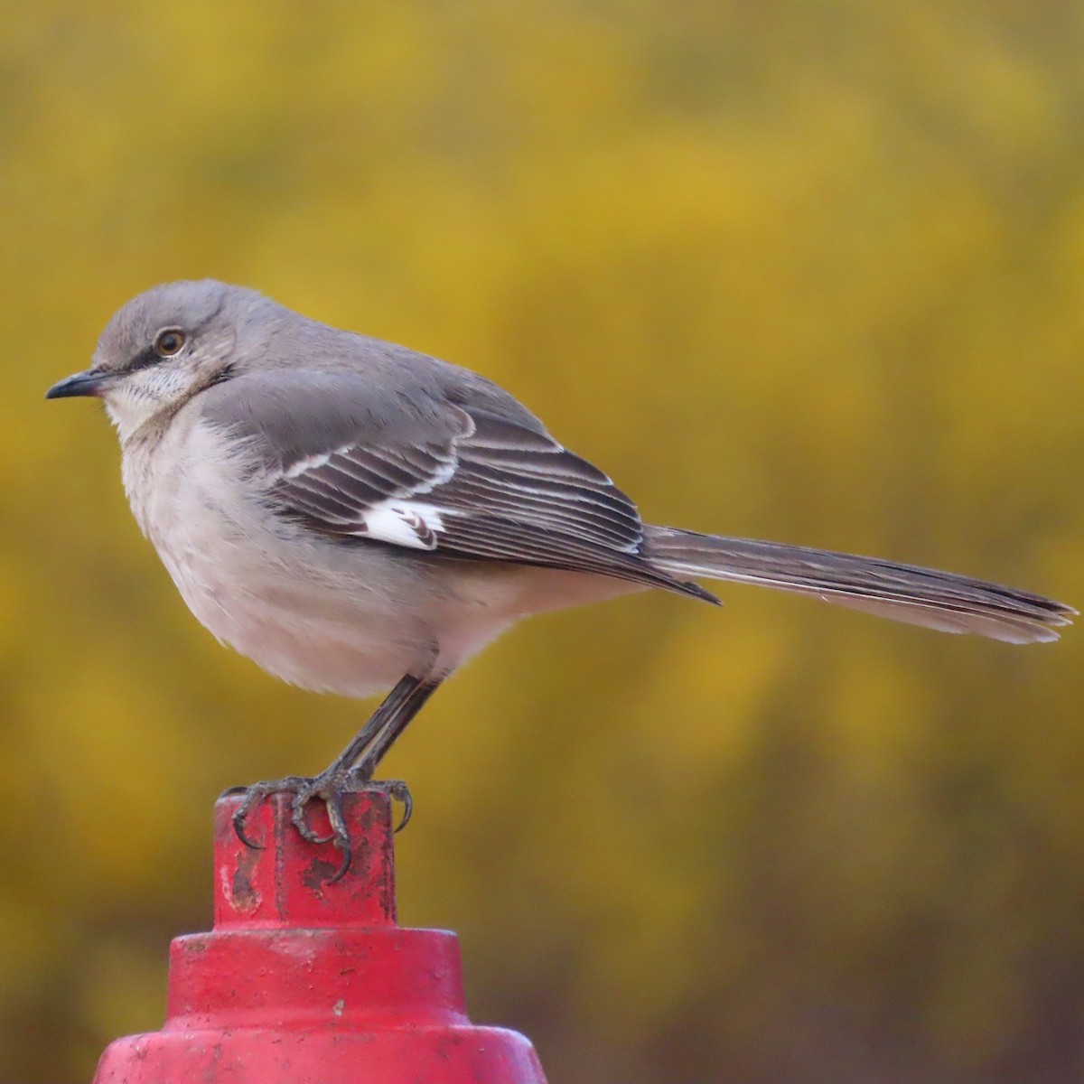 Northern Mockingbird - ML544231701