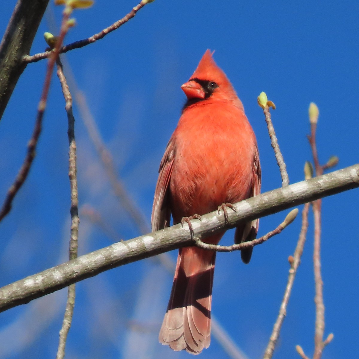 Northern Cardinal - ML544231811
