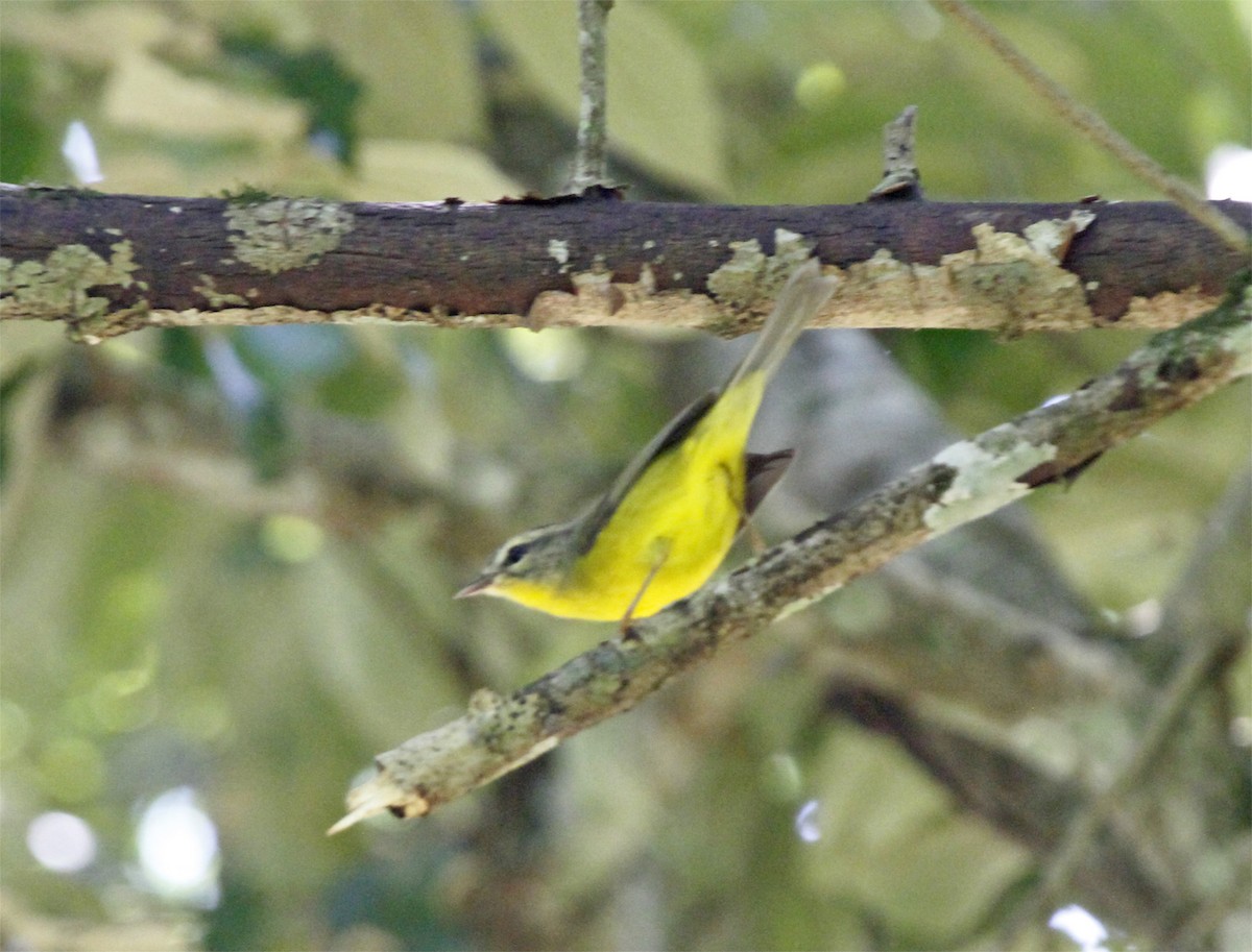 Paruline à couronne dorée - ML544232921