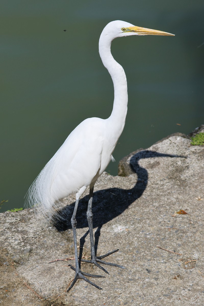 Great Egret - 佑淇 陳