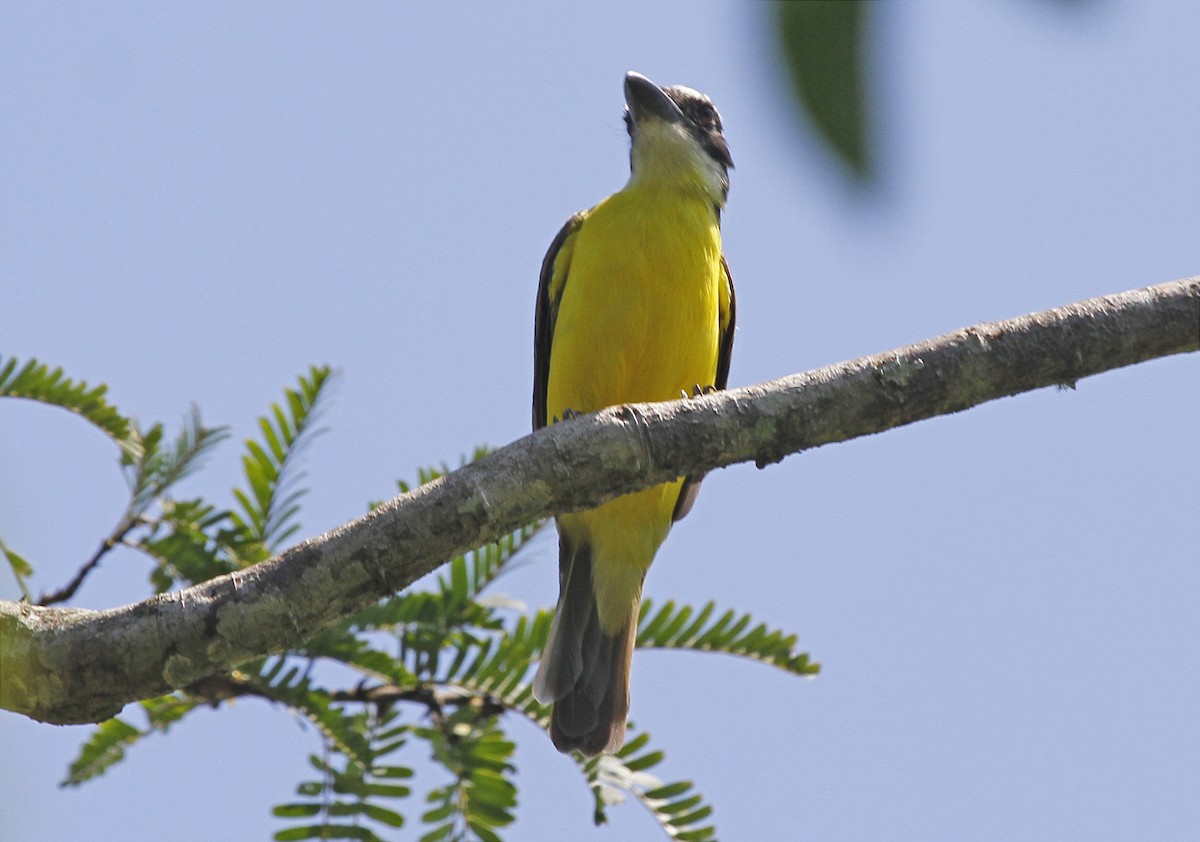 Boat-billed Flycatcher - ML544234311