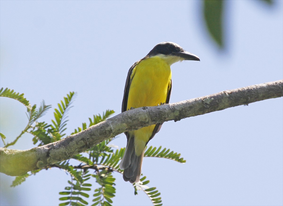 Boat-billed Flycatcher - ML544234321