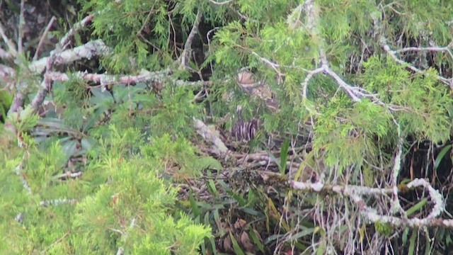 Águila Monera - ML544234501