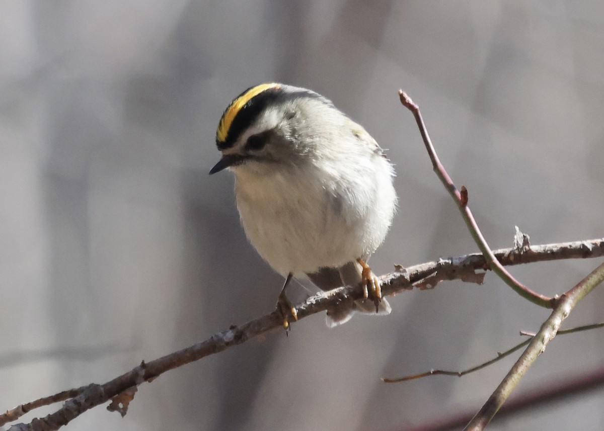 Golden-crowned Kinglet - ML544235241