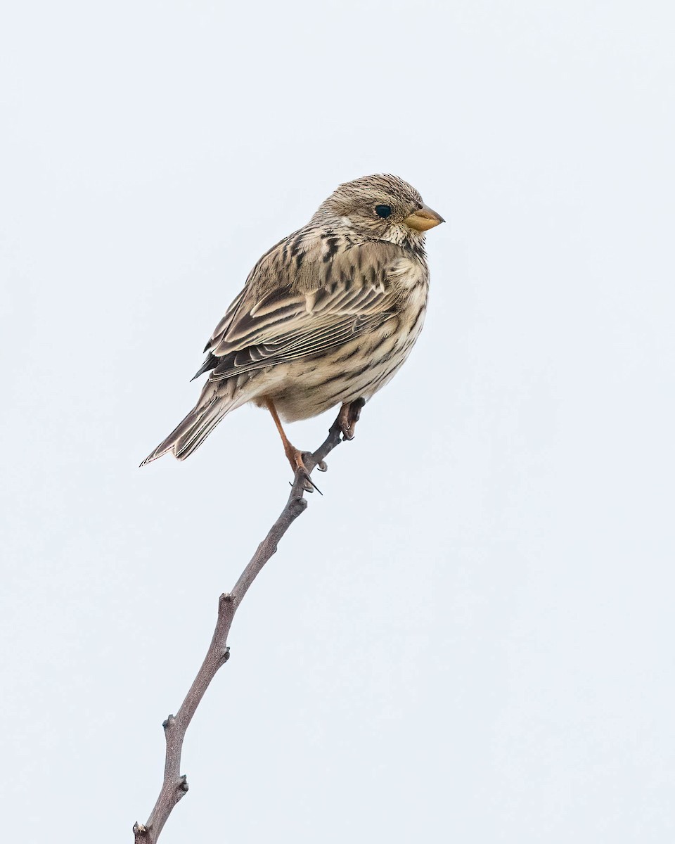 Corn Bunting - ML544235691