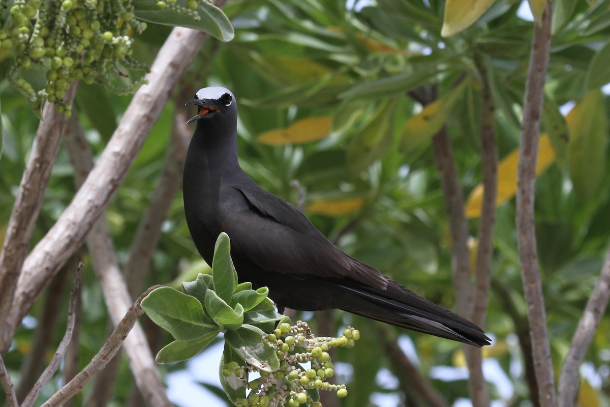 Black Noddy - ML54423591