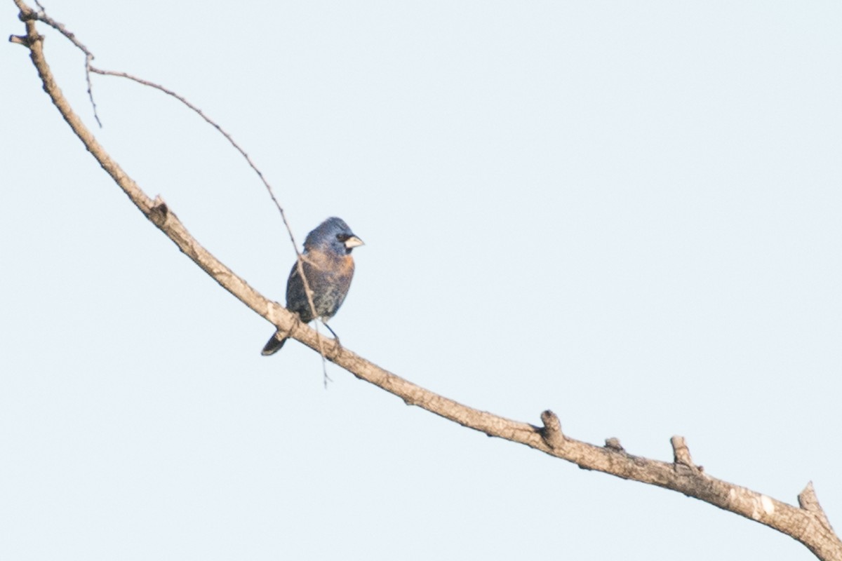 Blue Grosbeak - ML54423611