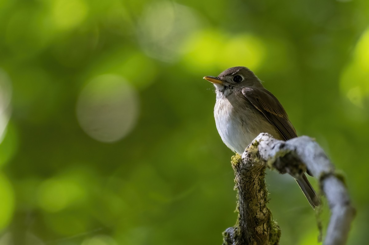 Brown-breasted Flycatcher - ML544236271