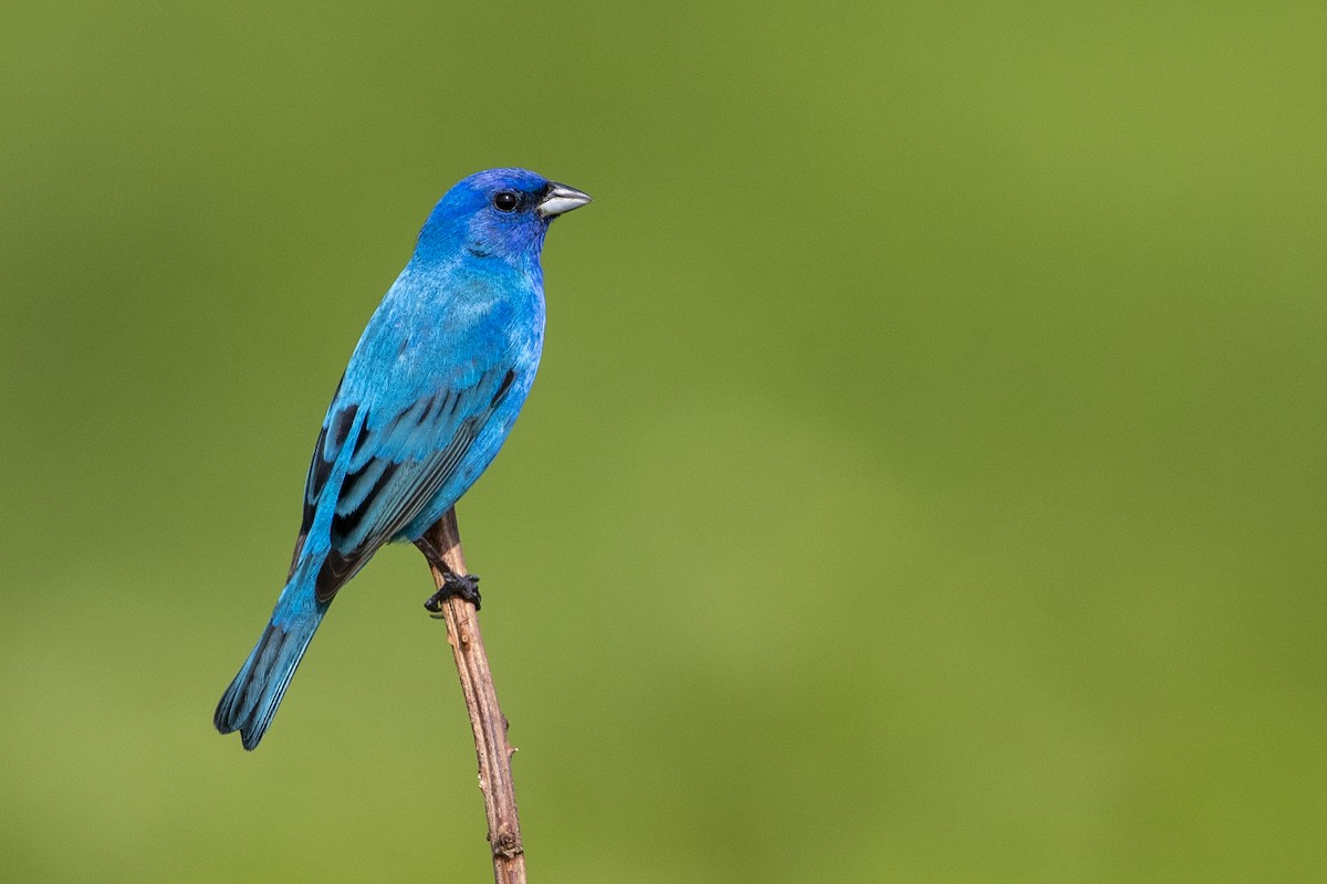 Indigo Bunting - ML544236431