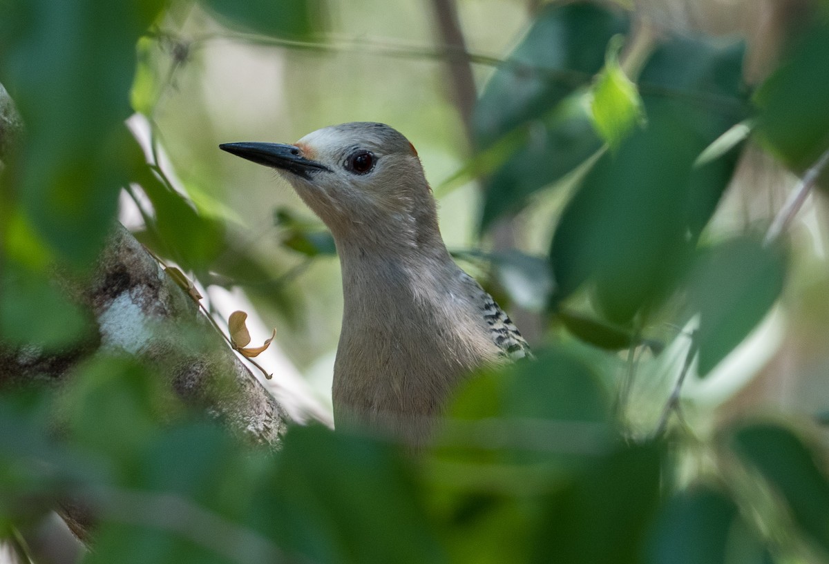 West Indian Woodpecker - ML544236661