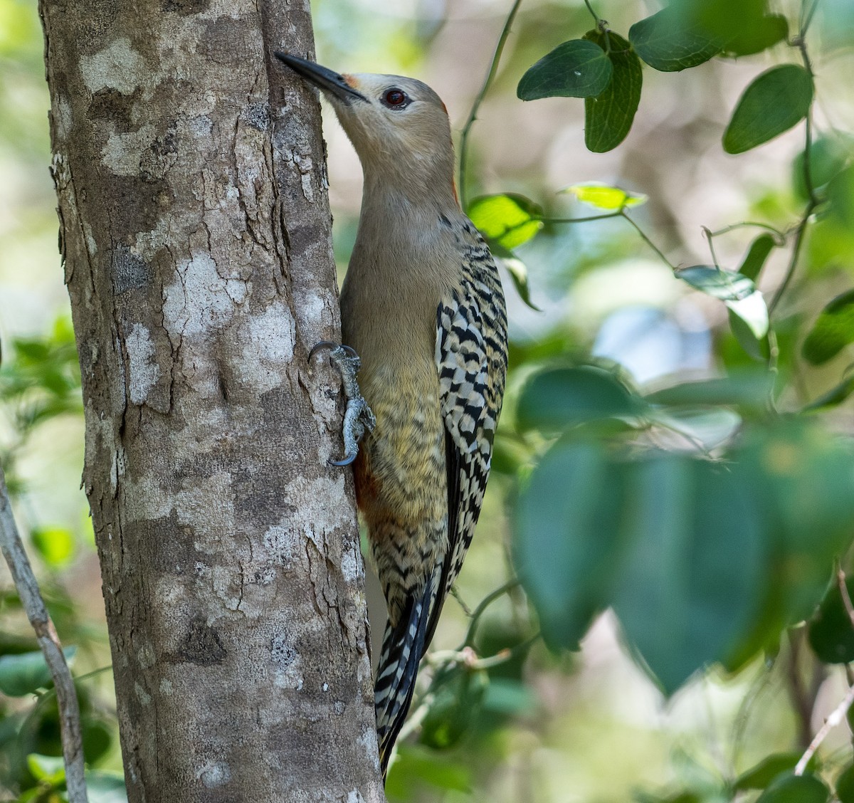 West Indian Woodpecker - ML544236671