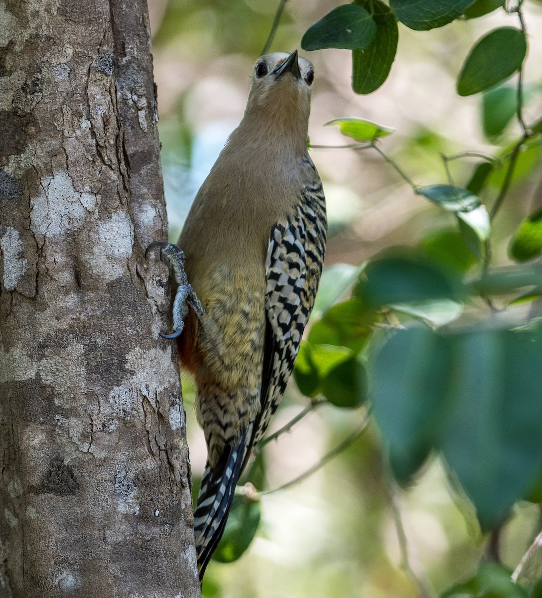 West Indian Woodpecker - ML544236681