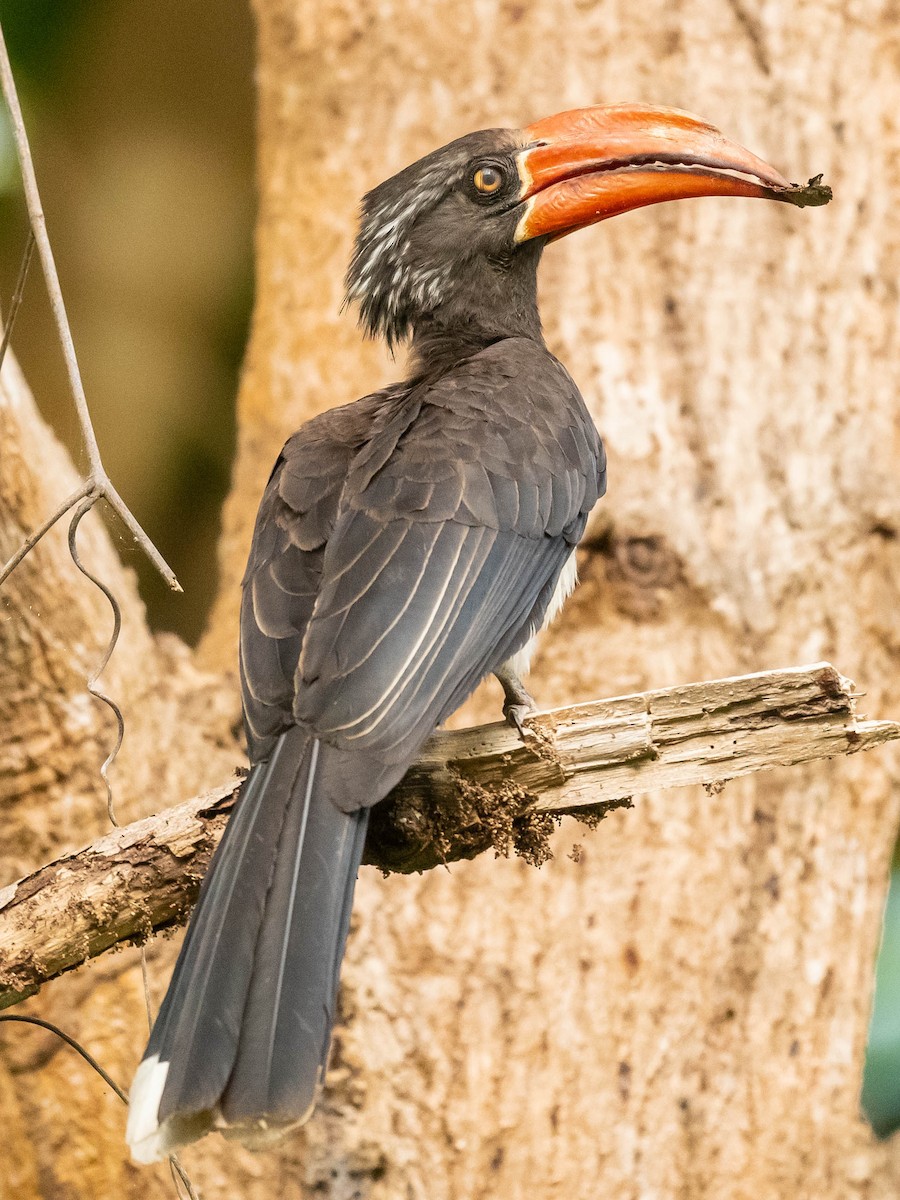 Crowned Hornbill - Jean-Louis  Carlo