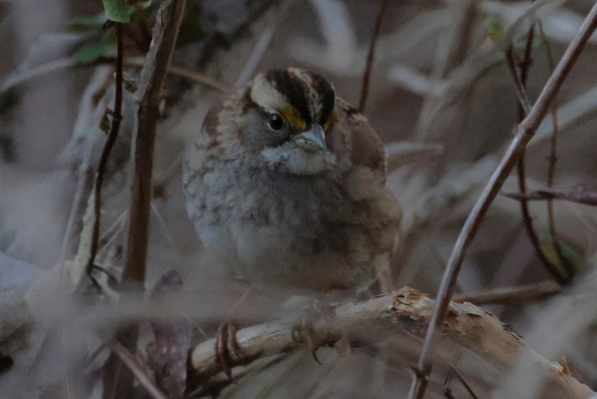 White-throated Sparrow - ML544236901