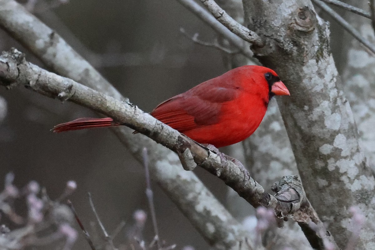 Northern Cardinal - ML544236921