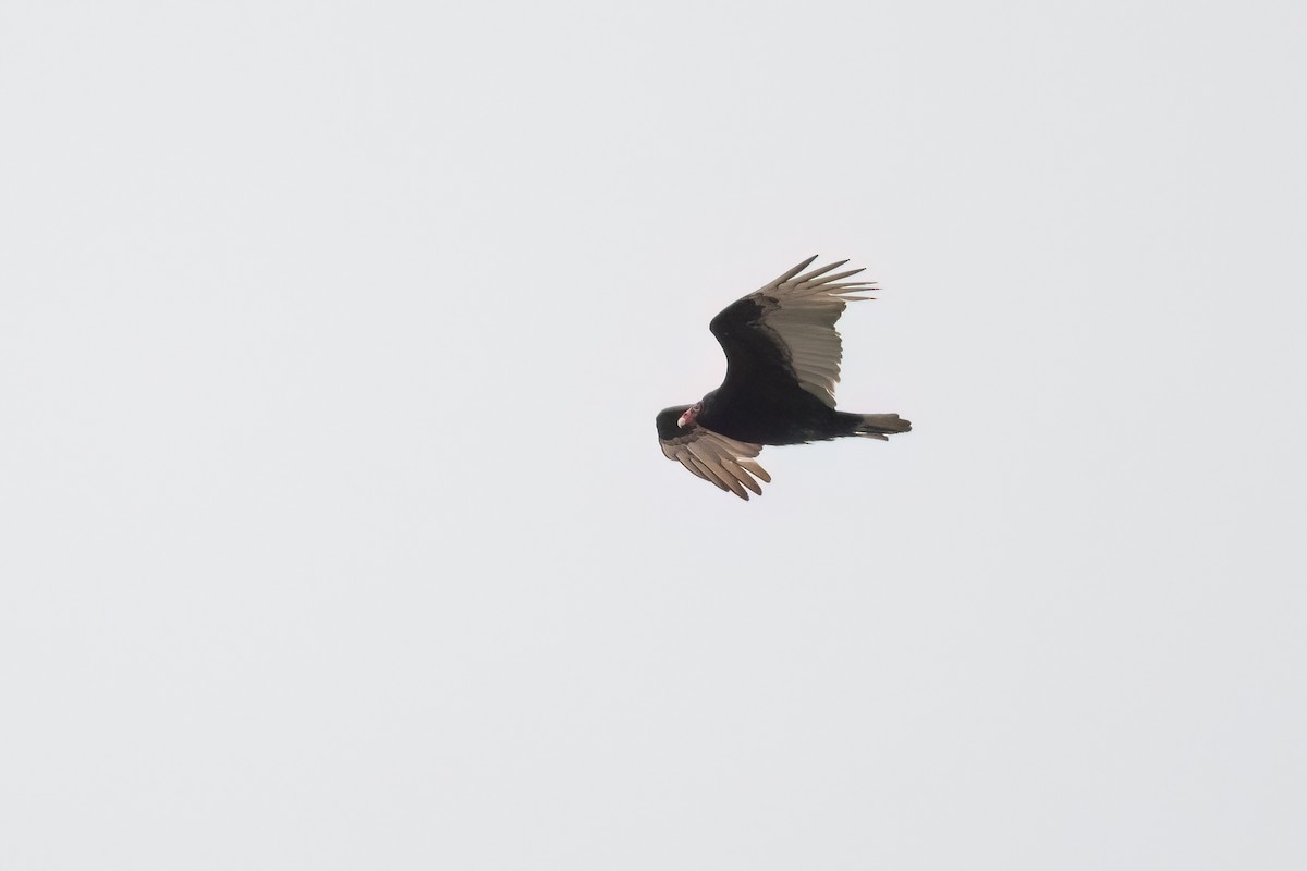 Turkey Vulture - ML544237391