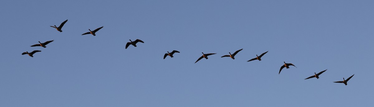 Canada Goose - ML544237491