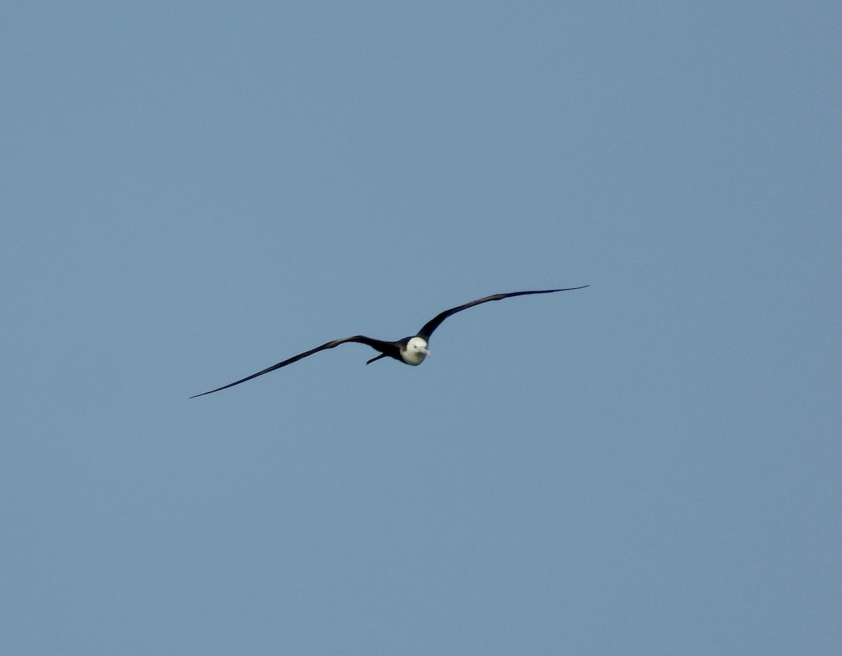 Magnificent Frigatebird - ML544237781